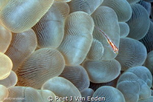 Bubble coral goby by Peet J Van Eeden 